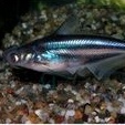 ikan hias patin hitam ikan hias pangasius hitam ikan hias aquarium ikan hias air tawar ikan hias kol