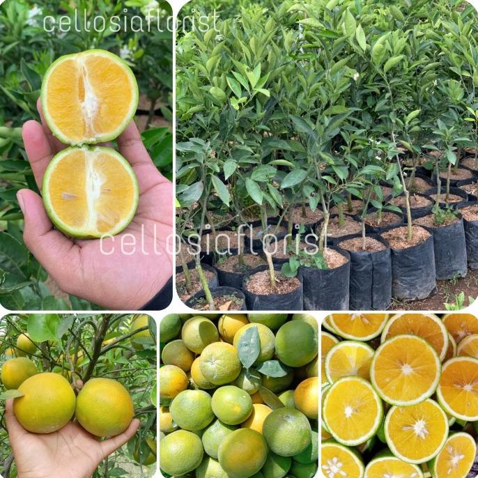 joss Bibit Tanaman Buah Jeruk Baby Java / Manis Pacitan Sudah Berbuah viral