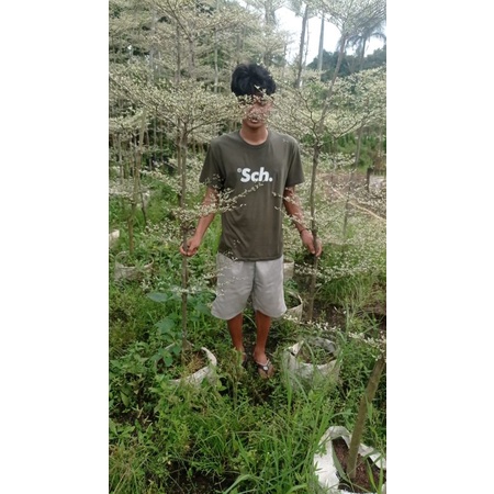 pohon ketapang kencana varigata 2 meter