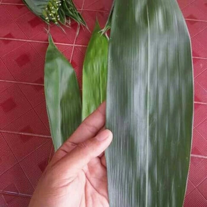 

Daun bambu segar sudah bersih tinggal pakai