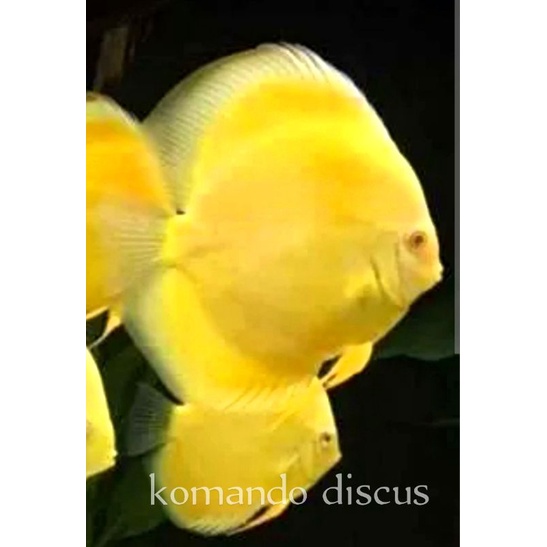 

Discus golden 4 inch