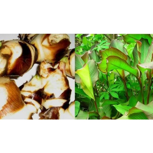 

Bibit tanaman umbi ganyong merah organik segar
