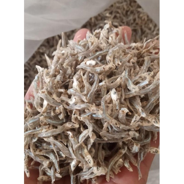 

Teri bilis pulau kecil