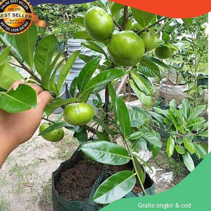 Siap Kirim Bibit Black Sapote Jumbo Cangkok Asli Okulasi / Sawo Mexico ( Sawo Hitam )