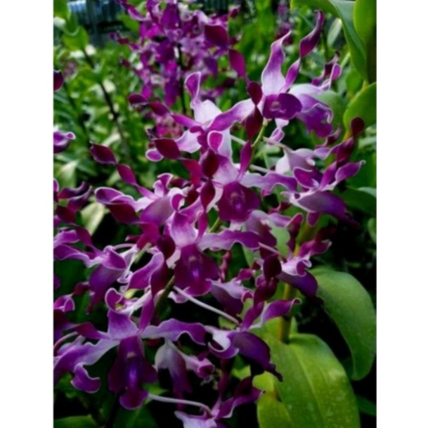 Anggrek Kriting Biru