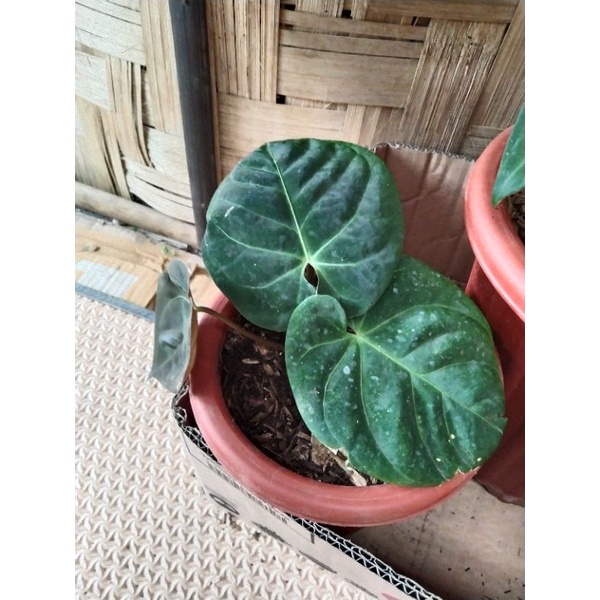 anthurium desleri original