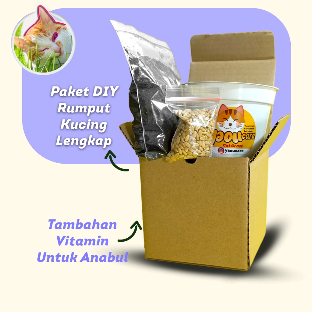 DIY RUMPUT KUCING Paket Tanam Wheatgrass RUMPUT KUCING Lengkap