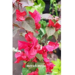 Bougenville merah Mega batang ORI dan sambung