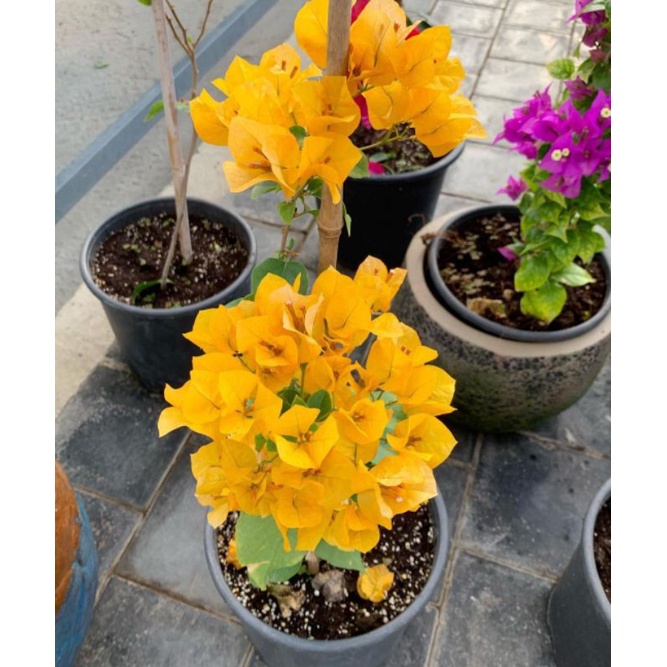 Bunga Bougenville Bunga kertas Kuning Ori