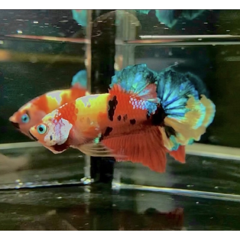 CUPANG YELLOW BASE TOP GRADE