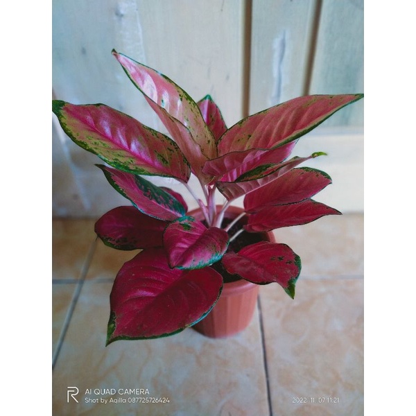 Aglonema Camelon Special