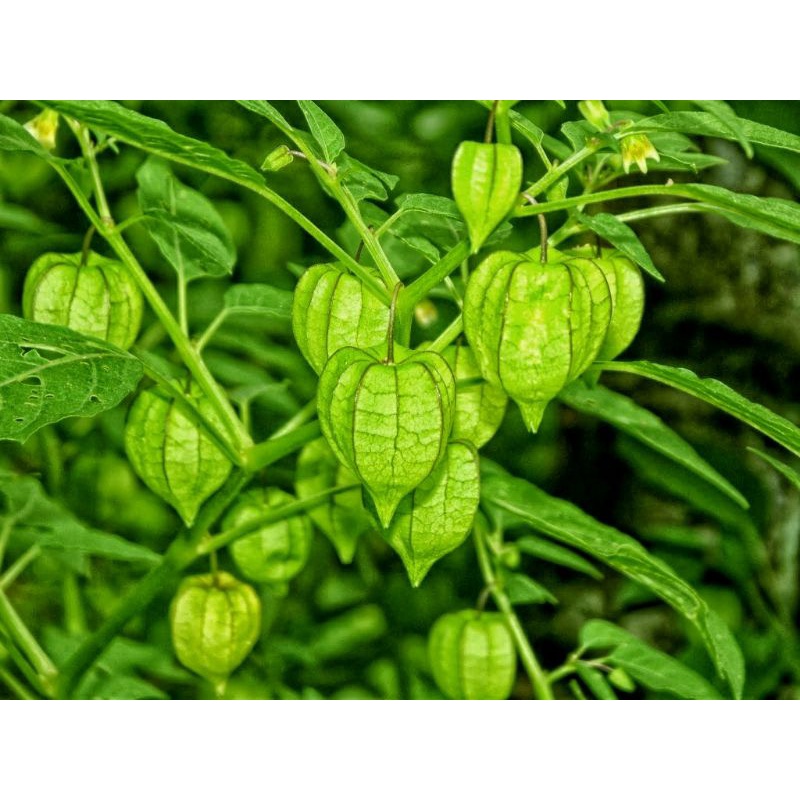 Daun Ciplukan Segar 1 Kg / Daun Ceplukan / Daun Buah Ciplukan / Daun batang akar buah ciplukan / Dau