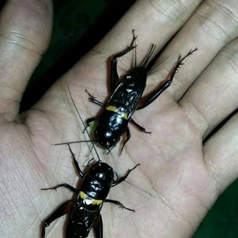 JANGKRIK ADUAN jangkrik kalung jangkrik master jangkrik alam