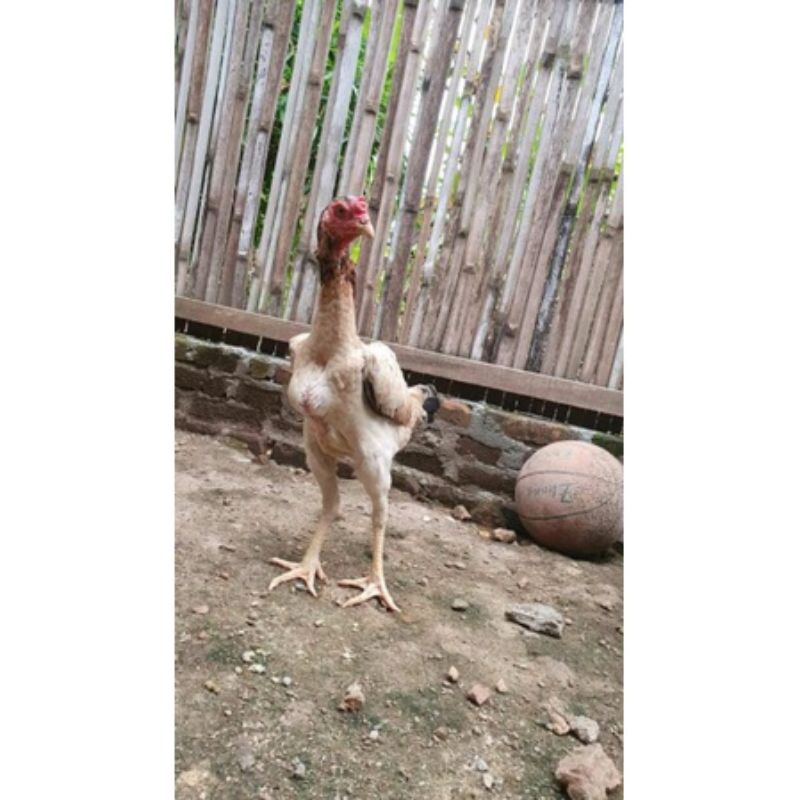 telur tetas ayam pakhoy full brakot