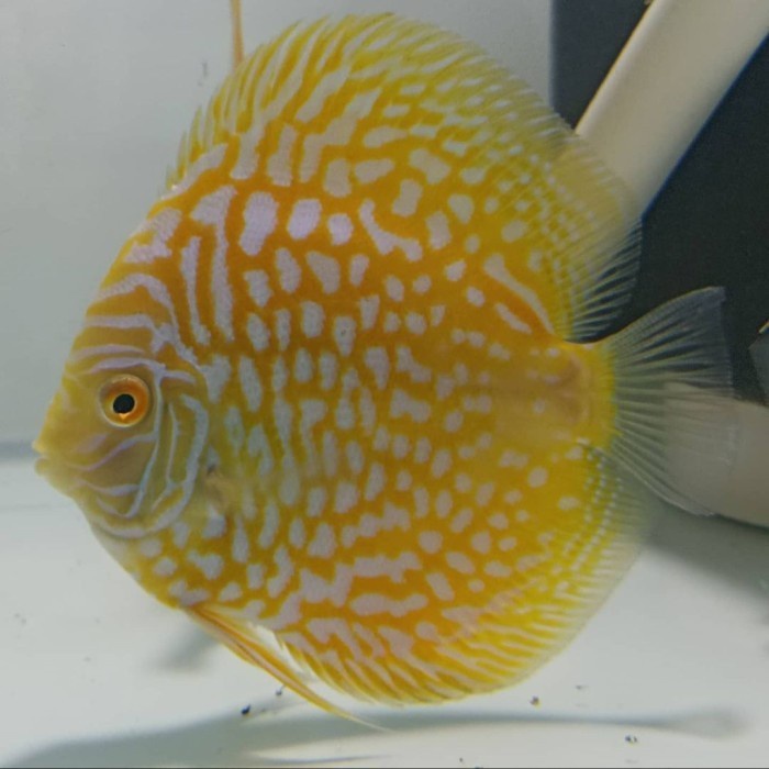 Ikan Discus Yellow Pigeon Calon Indukan Size 4 inc