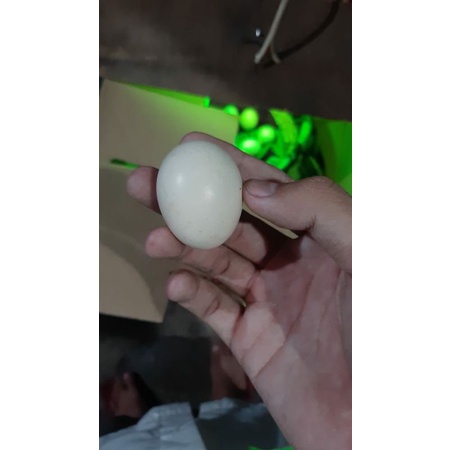 

telur ayam kate