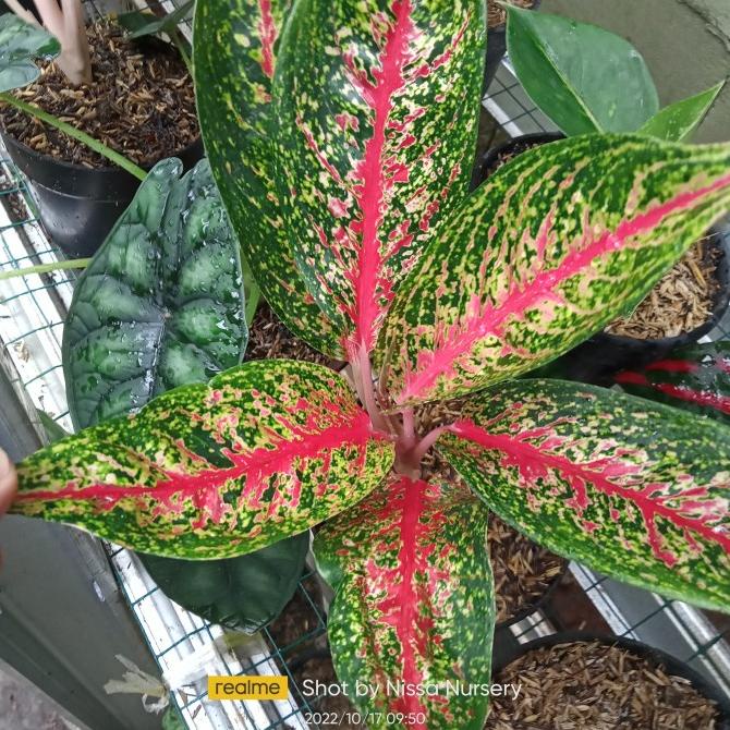 aglonema hot flaming lady