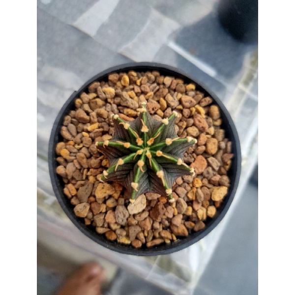 Kaktus Gymnocalycium-Gymno Vos 014a