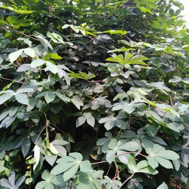 

Daun singkong Karet