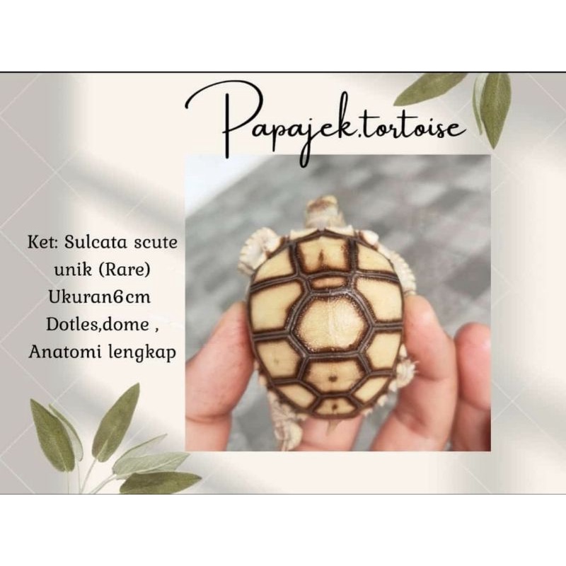 sulcata sticker