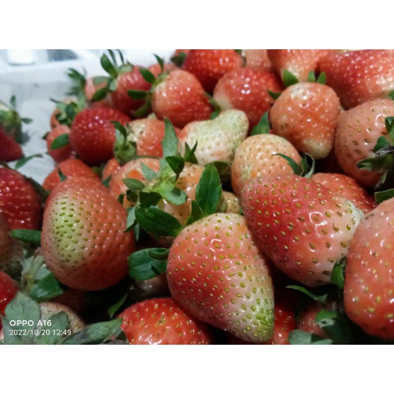 

strawberry mencir 1kg