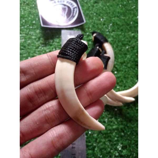 Kalung Taring babi asli mini