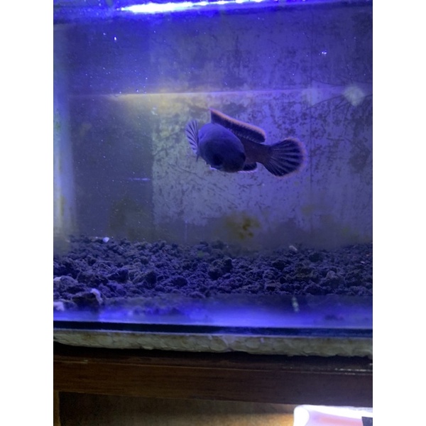 LIMBATA CB LAWU BABY SINGLE TANK SZ 2-5cm (GRADE A) CALON RIM TEBAL