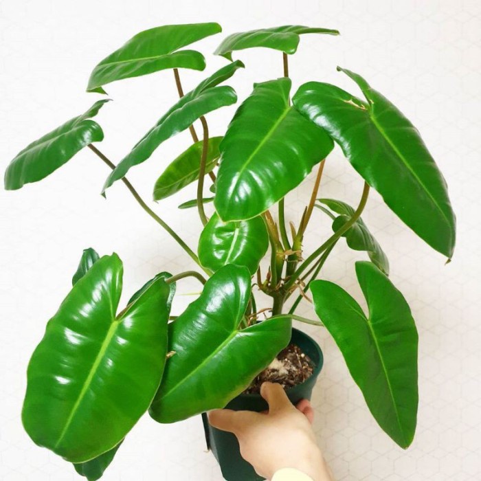 Tanaman hias philodendron brekele/tanaman philo brekele/pohon brekele