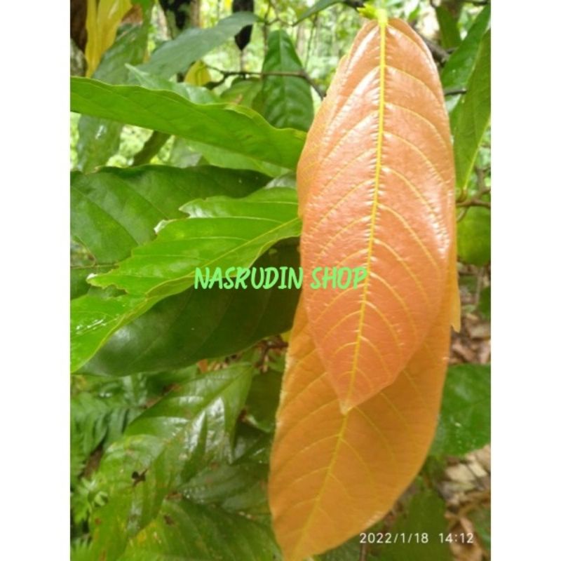 

DAUN COKLAT SEGAR / DAUN KAKAO LANGSUNG PETIK