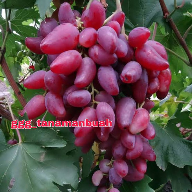 Bibit Anggur Import Pink Husain Grafting Cepat Berbuah