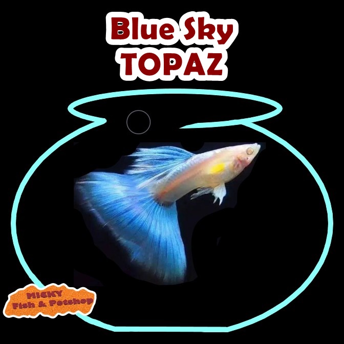 Guppy Blue Sky topaz Indukan Jantan Grade