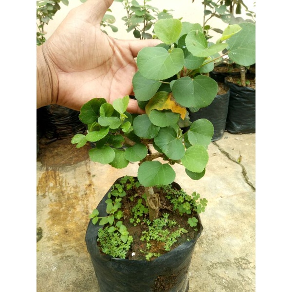 bibit waru jepang subur