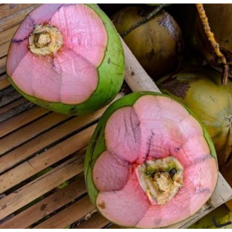 

kelapa ijo