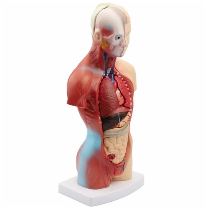11inch Human Body Model Torso Anatomy Doll