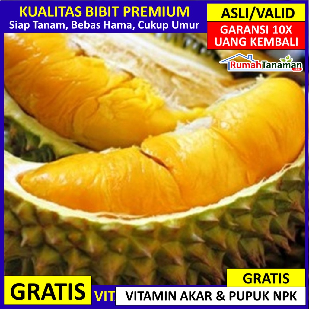 Bibit Durian Musang King Asli Bergaransi, Bibit Musang King Asli Super