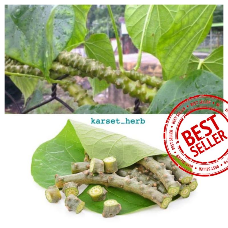 

BROTOWALI segar | ANTAWALI / AKAR ALI-ALI SEGAR | SAPIH ASI 30cm