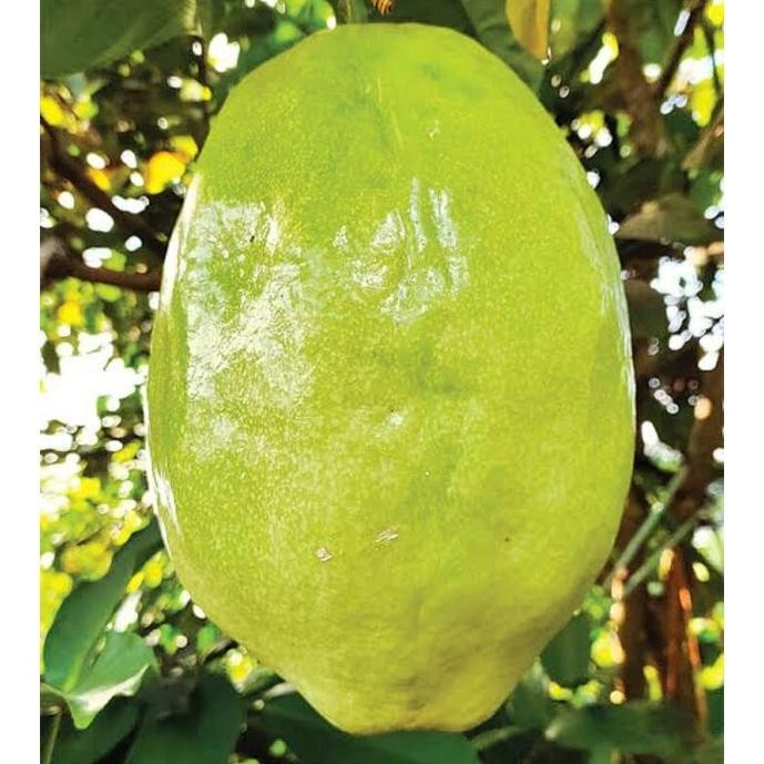 Bibit Tanaman Markisa Jumbo Buah Markisa Jumbo AAA