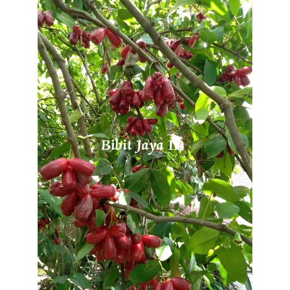 Bibit Jambu Air Lilin Merah - Hasil Okulasi