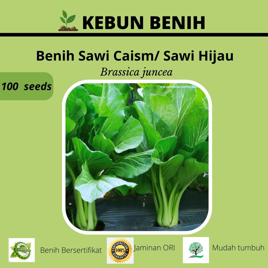 100 Benih Sawi Caisim/ Benih Sawi Pangsit/ Sawi Hijau TOSAKAN Kualitas Unggul