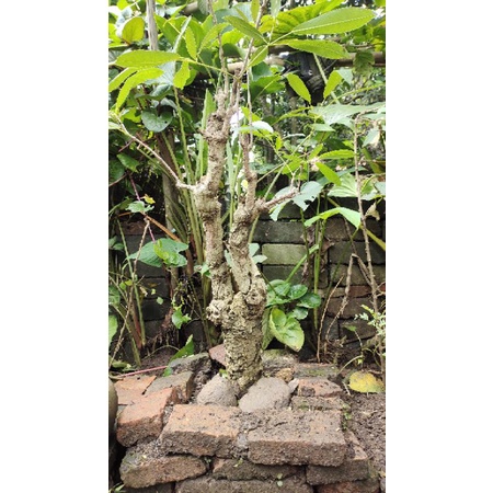 POHON PERINDANG TABEBUYA BUNGA KUNING BESAR