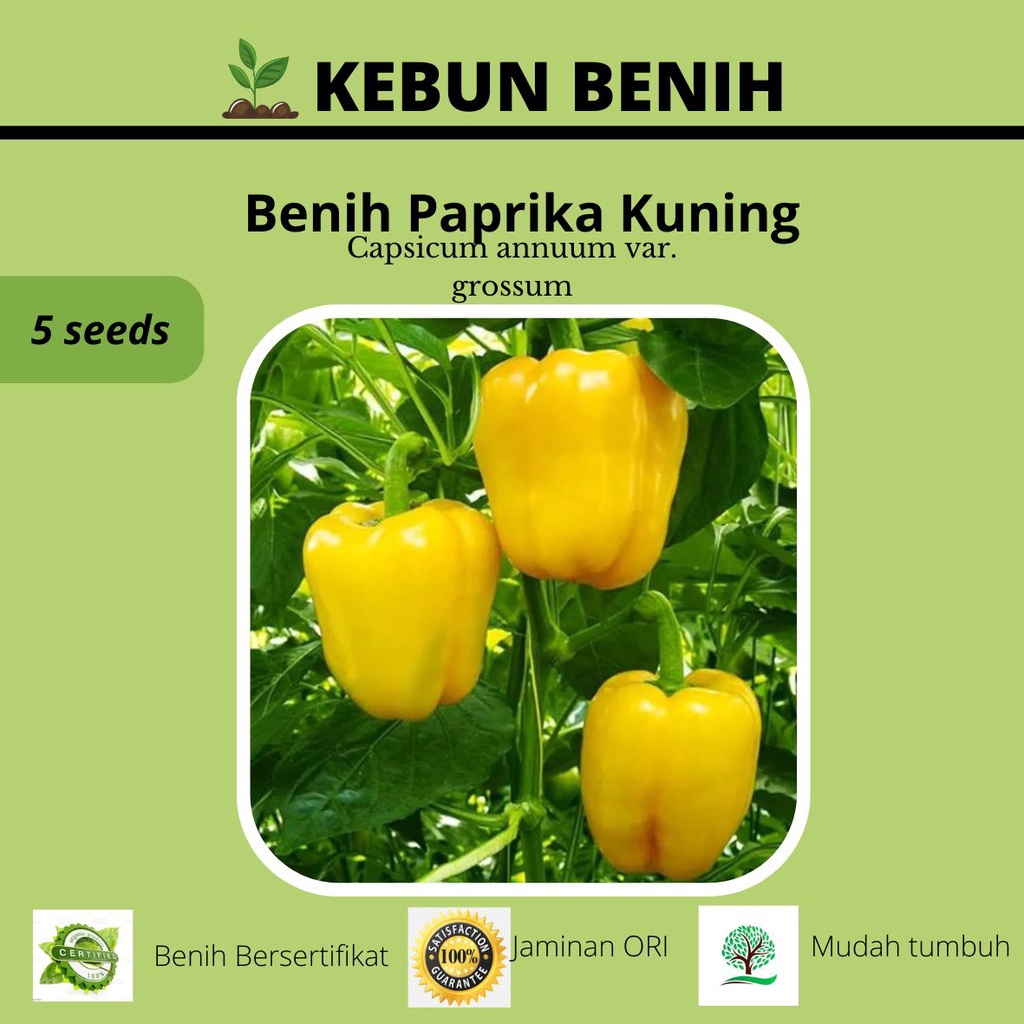 5 Benih Tanaman Paprika Kuning/ Benih Yellow Paprika Kualitas Unggul