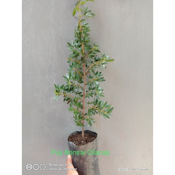 Bahan Bonsai Kaliandra Surinamensis