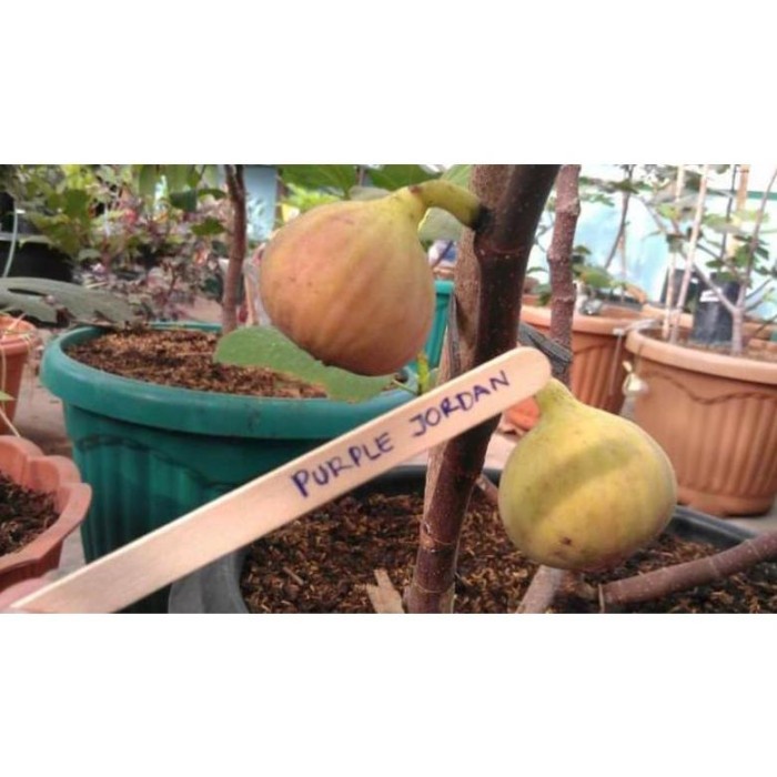 Terlaris bibit tanaman buah tin ungu Purple Jordan 3 bulan bisa FF11