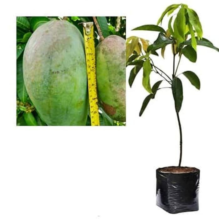 Bibit Mangga Kiojay Pohon Mangga Bibit Buah Mangga Kiojay Jumbo EE44