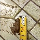 kodok pakan arwana kodok pakan channa kodok sawah kodok hijau pakan channa pakan arwana