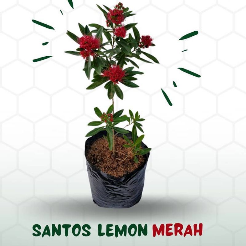 tanaman bunga santos lemon merah - santos lemon - bunga santos lemon - tanaman santos lemon