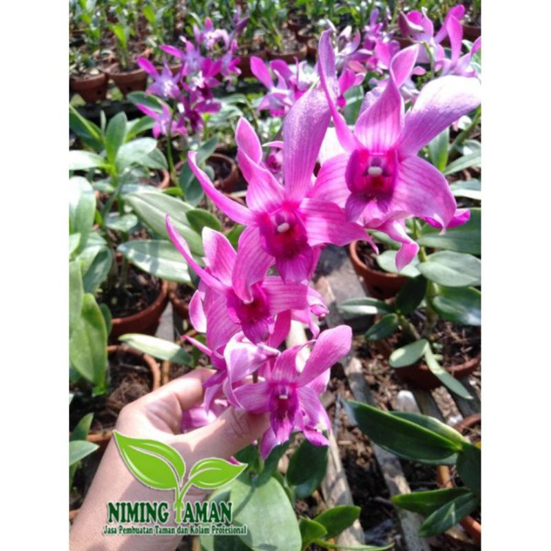 ANGGREK DENDROBIUM SUDAH BERBUNGA//KERITING+POT