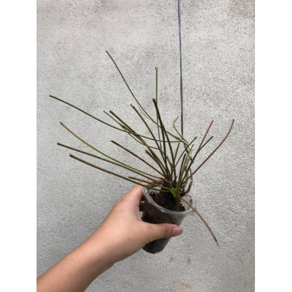 Hoya Spartioides Kapuas Hulu