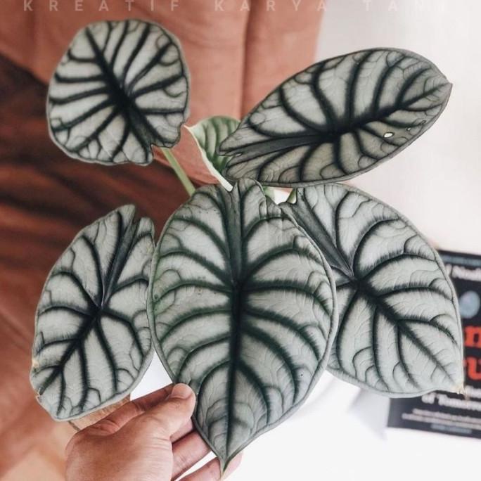 Tanaman hias Alocasia Silver / Alocasia silver