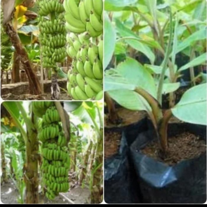 Bibit Tanaman Buah Pisang Cavendish / Sunpride Dongkelan EE33